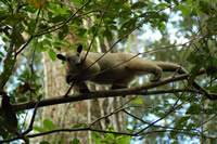 Tamandua