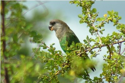 Brown-headed parrot