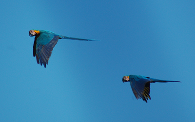 Macaws of the Tambopata photo gallery