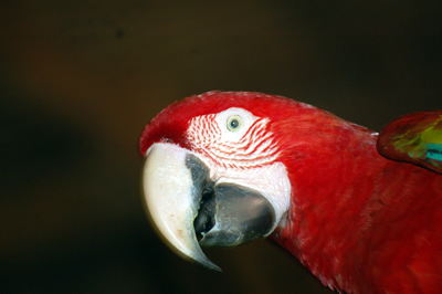 Tamandua