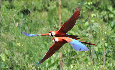 Scarlet macaws X wing