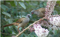 Speckled chachalaca