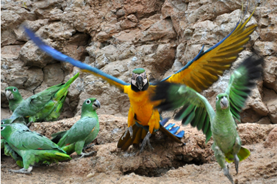 Macaws of the Tambopata photo gallery