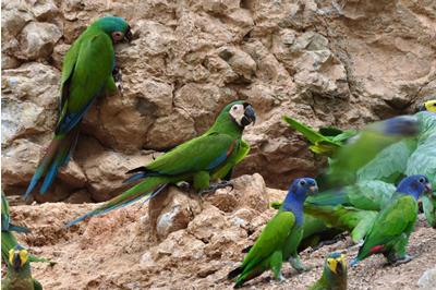 Macaws of the Tambopata photo gallery