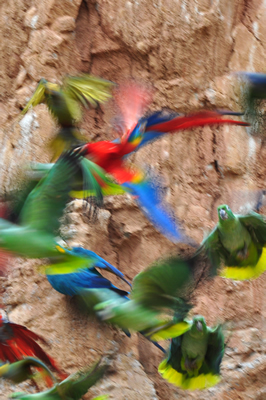 Macaws of the Tambopata photo gallery