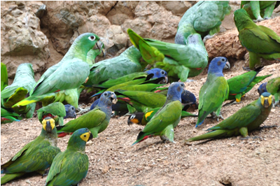 Macaws of the Tambopata photo gallery