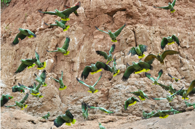 Macaws of the Tambopata photo gallery