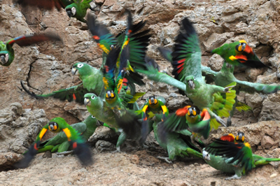 Macaws of the Tambopata photo gallery