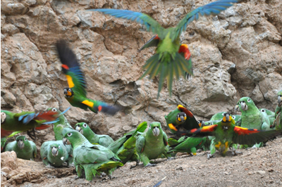 Macaws of the Tambopata photo gallery