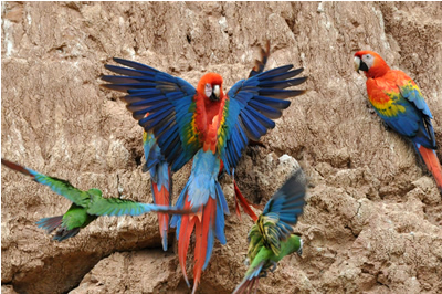 Macaws of the Tambopata photo gallery