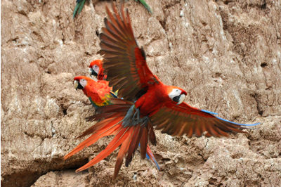 Macaws of the Tambopata photo gallery