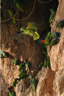 Macaws of the Tambopata photo gallery