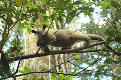 Tamandua