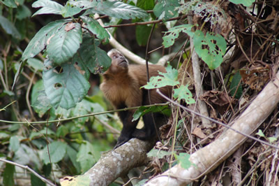 Tamandua