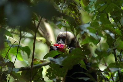 Tamandua