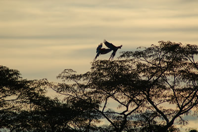 Tamandua