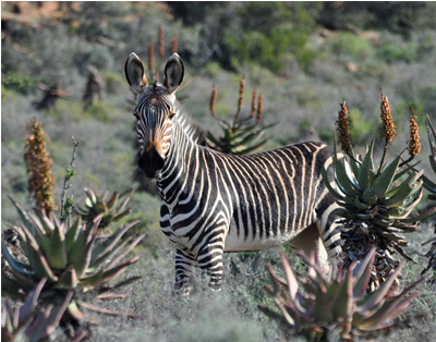 Cape Mountain Zebra