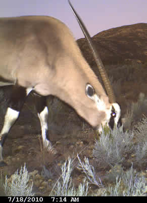 Gemsbok Dawn