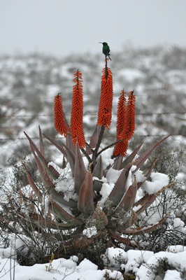 Malachite sunbird on Aloe ferox in the snow