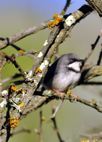 Bar-throated apalis