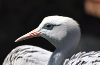 Blue-crane