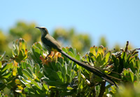 Cape sugarbird