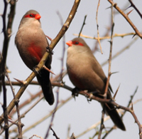 Common waxbill