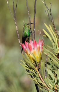 Malachite sunbird