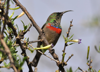 Lesser double collared sunbird