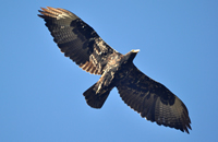 Verreaux's eagle