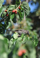 Cape bulbul