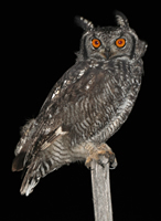 Cape eagle owl