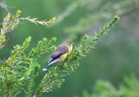 Cape siskin