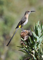 Cape sugarbird