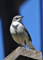 Cape wagtail