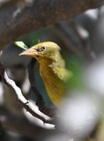 Cape weaver