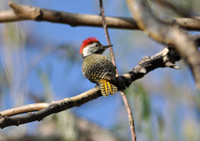 Cardinal woodpecker