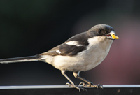 Fiscal shrike