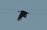 Stanley's bustard