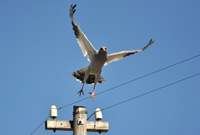 Pale-chanting goshawk