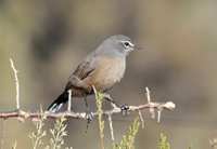 Karoo scrub-robin