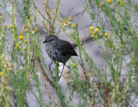 Karoo prinia