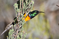 Orange-breasted sunbird