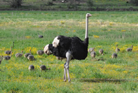 Ostrich male