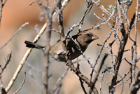 Protea seedeater