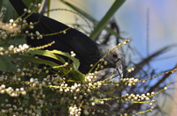 Red-winged starling